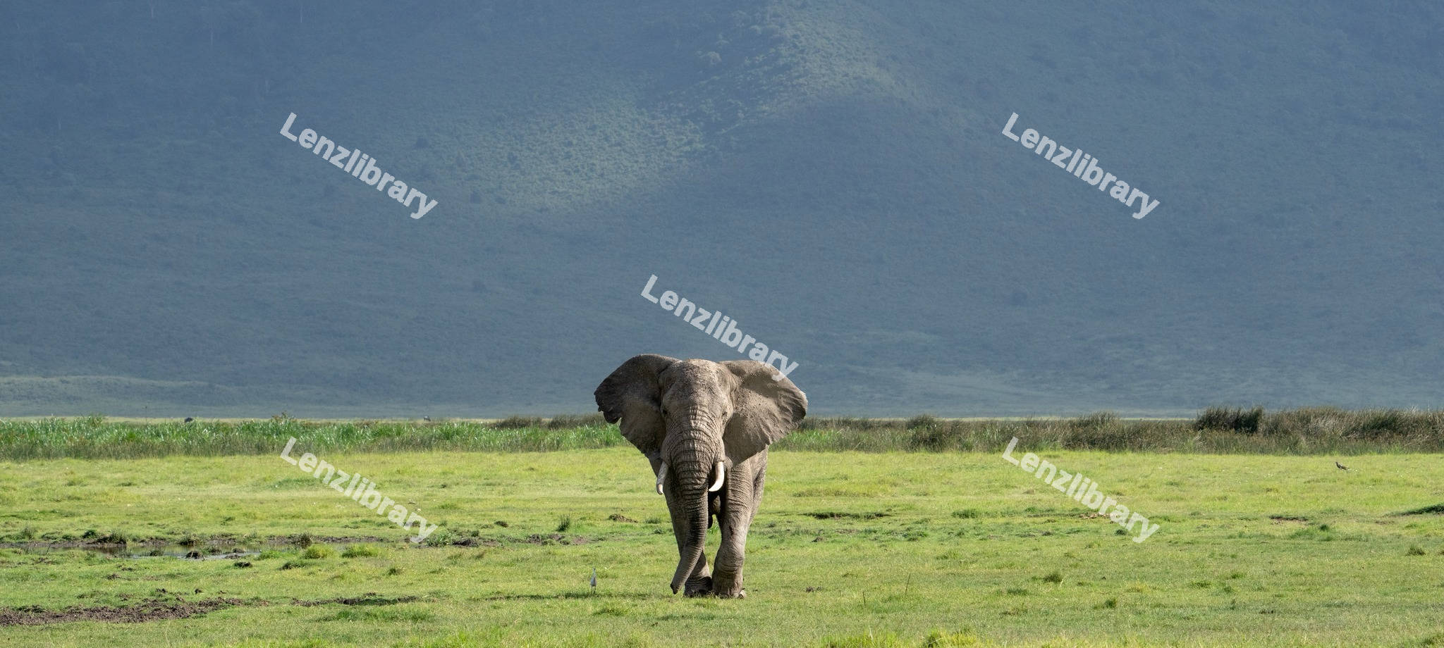 African Bush Elephant